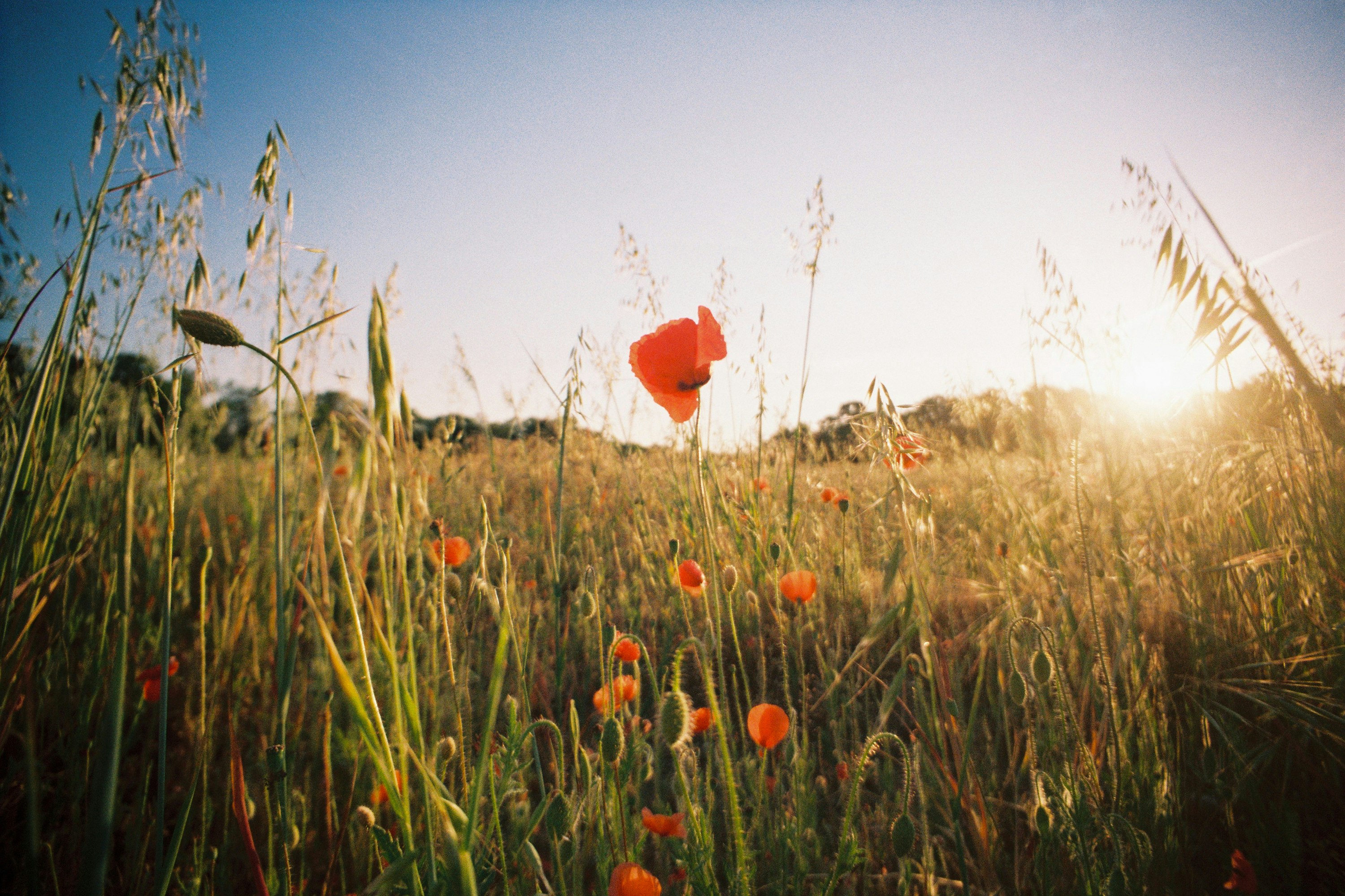 red flower in the field during daytime